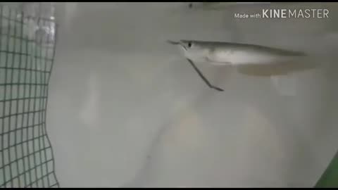 Arowana eating earthworm_Cut