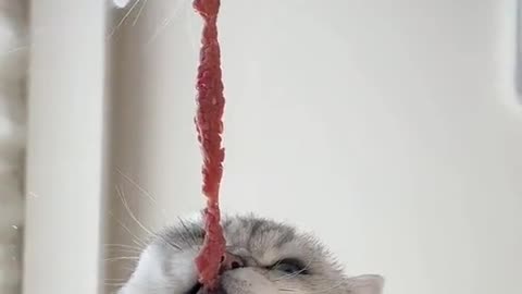 Funny Pets | Playing & Teasing