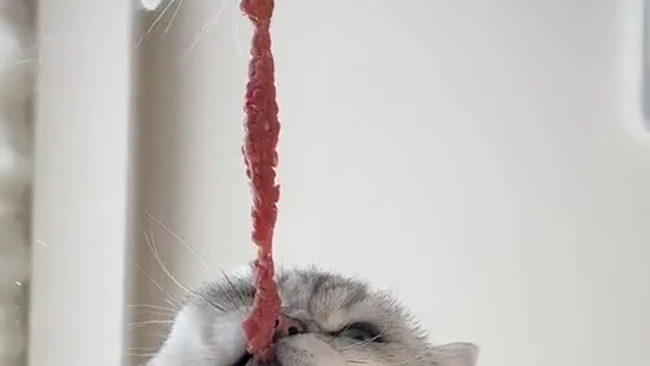 Funny Pets | Playing & Teasing