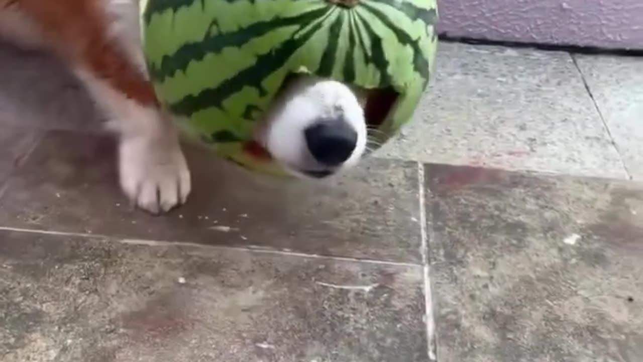 Mischievous and funny dog play