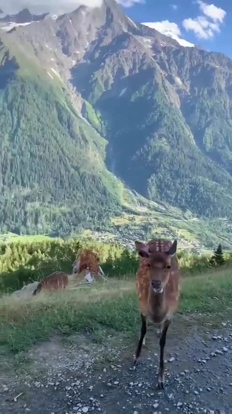 Fawn having fun in the woods with his partner