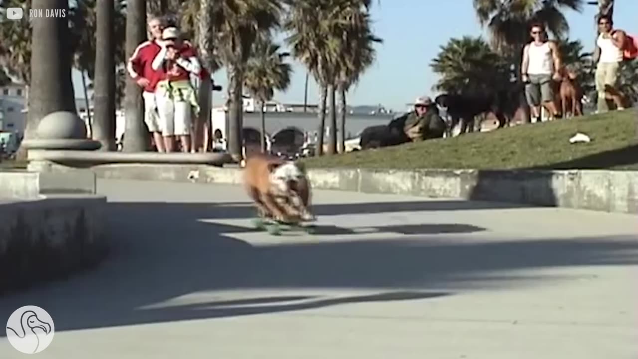 Here's To The Animals