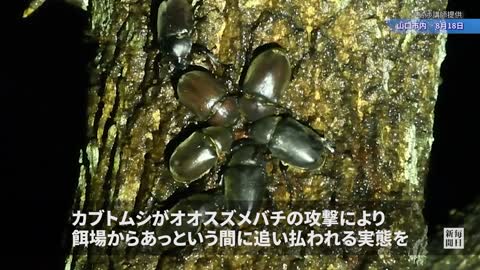 昆虫界の「最強」はオオスズメバチ？ カブトムシの活動時間に影響