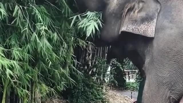 It looks so funny when two elephants eat bamboo