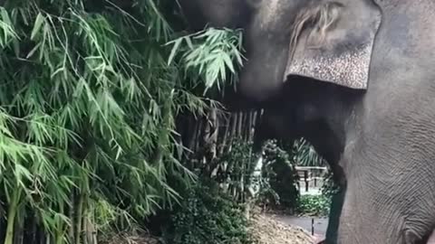 It looks so funny when two elephants eat bamboo