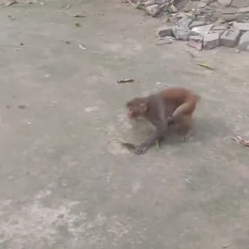 monkey doing backflips