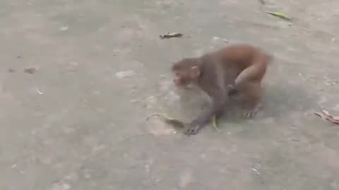 monkey doing backflips