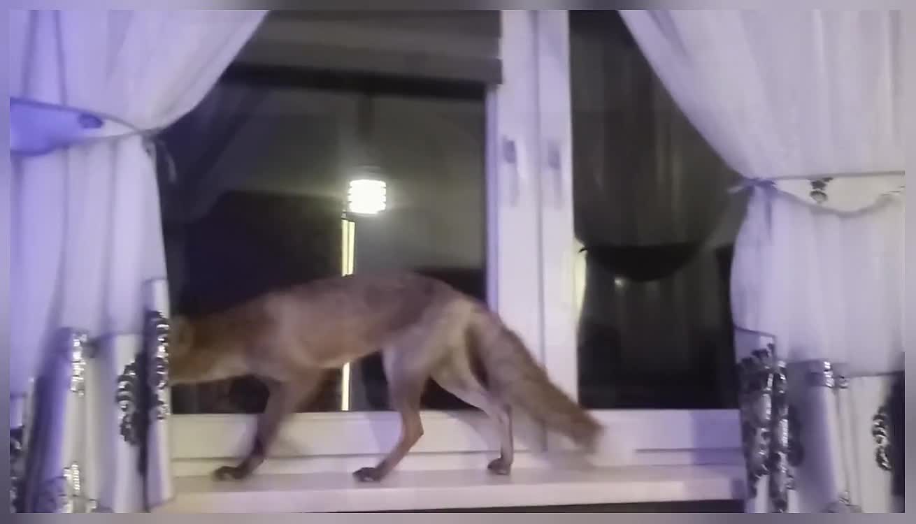 Fox Helps With the Evening Tasks