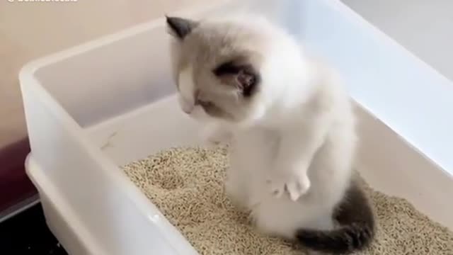 Funny Cute Cat