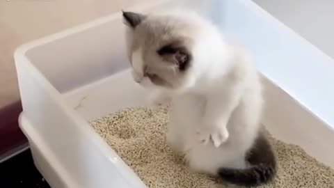 Funny Cute Cat