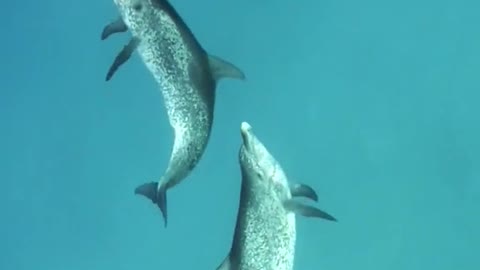 Playing with Dolphins