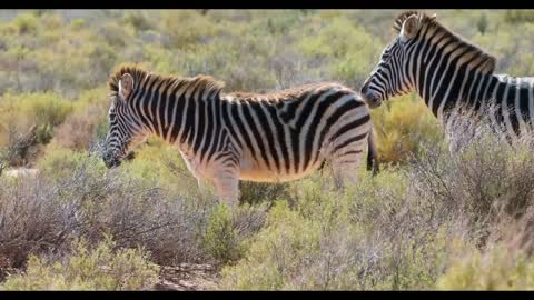 10 interesting zebra facts __ Wild beautiful Animal's about life 2022