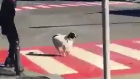 Dog video