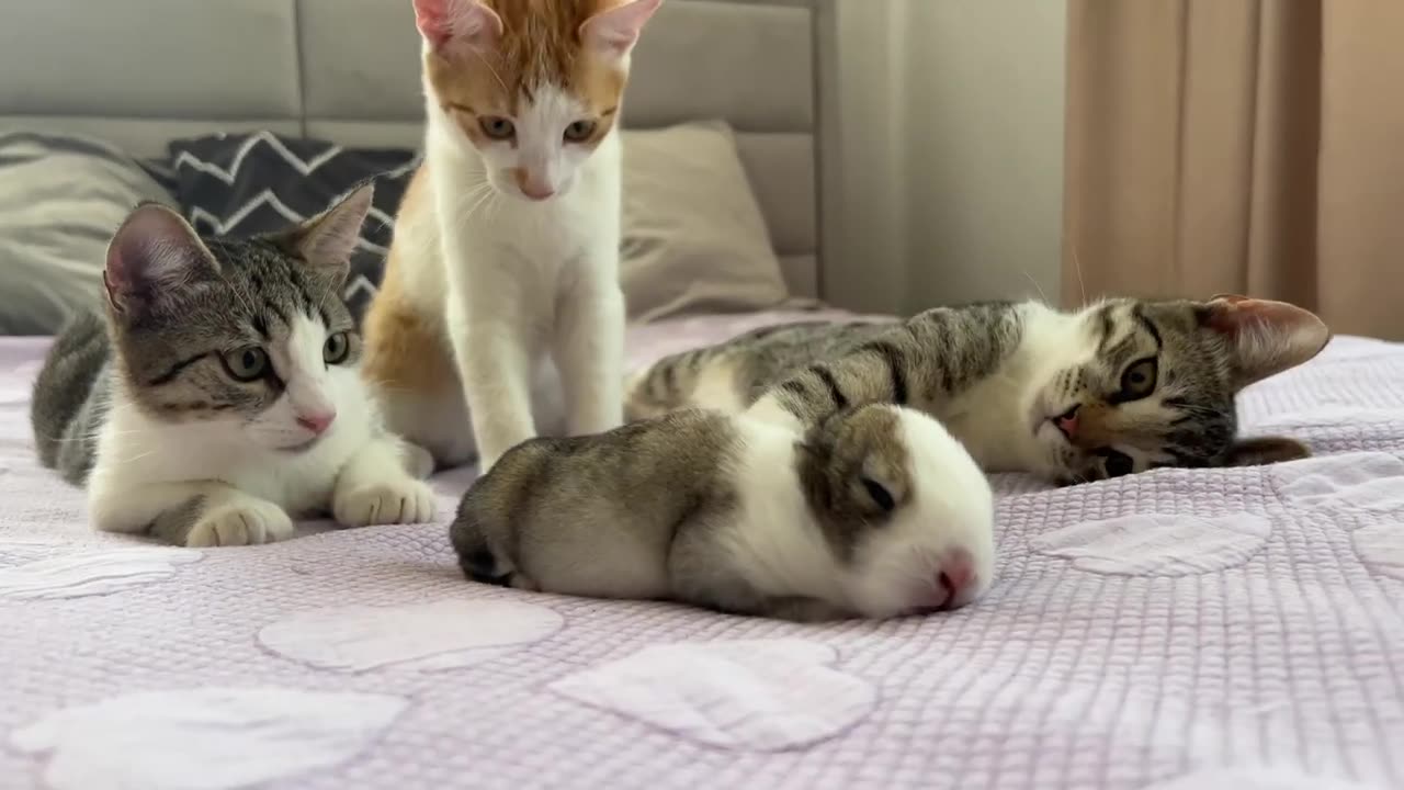 Kittens_Confused_by_Tiny_Bunny(720p)