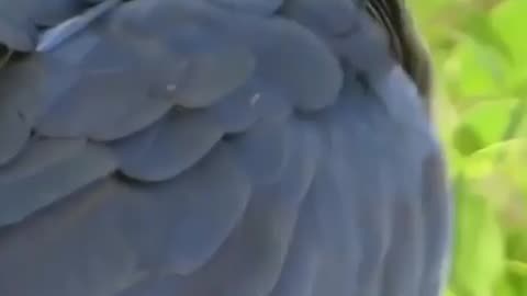 Wildlife