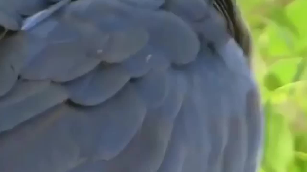 Wildlife