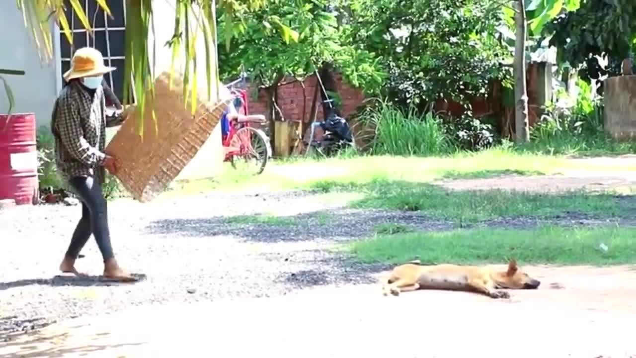 Funny Prank dog with dogs🐕🐕