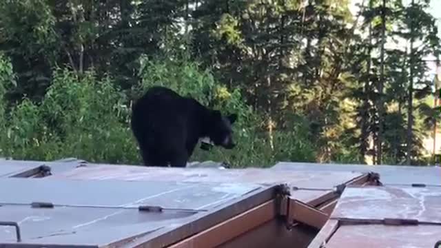 Bear Gets Alarmed