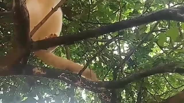 He tried his best to catch