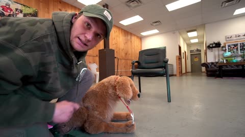 How To Correct Dogs Safely - Behavioral Training