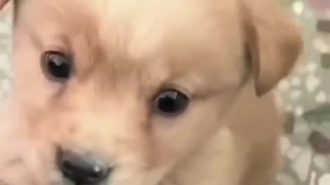 cute baby angry dog 🐕