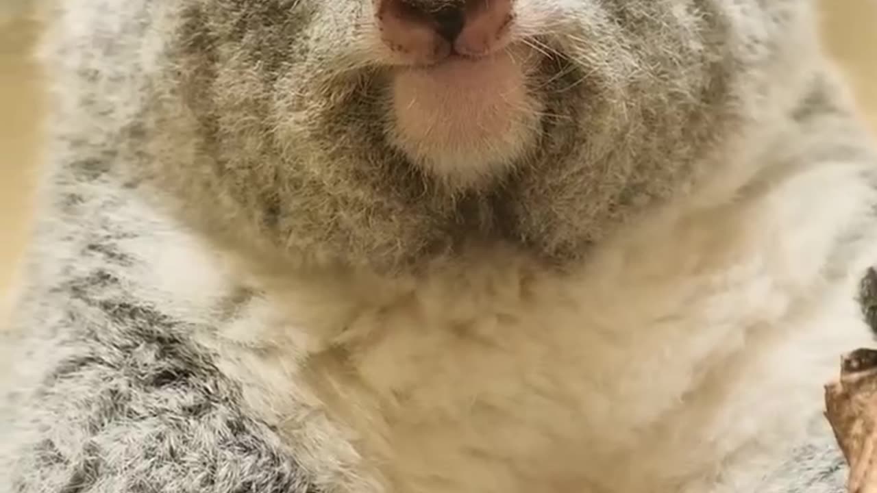 Koala stare down contest 😂