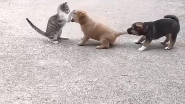 Animals in cute defense of each other