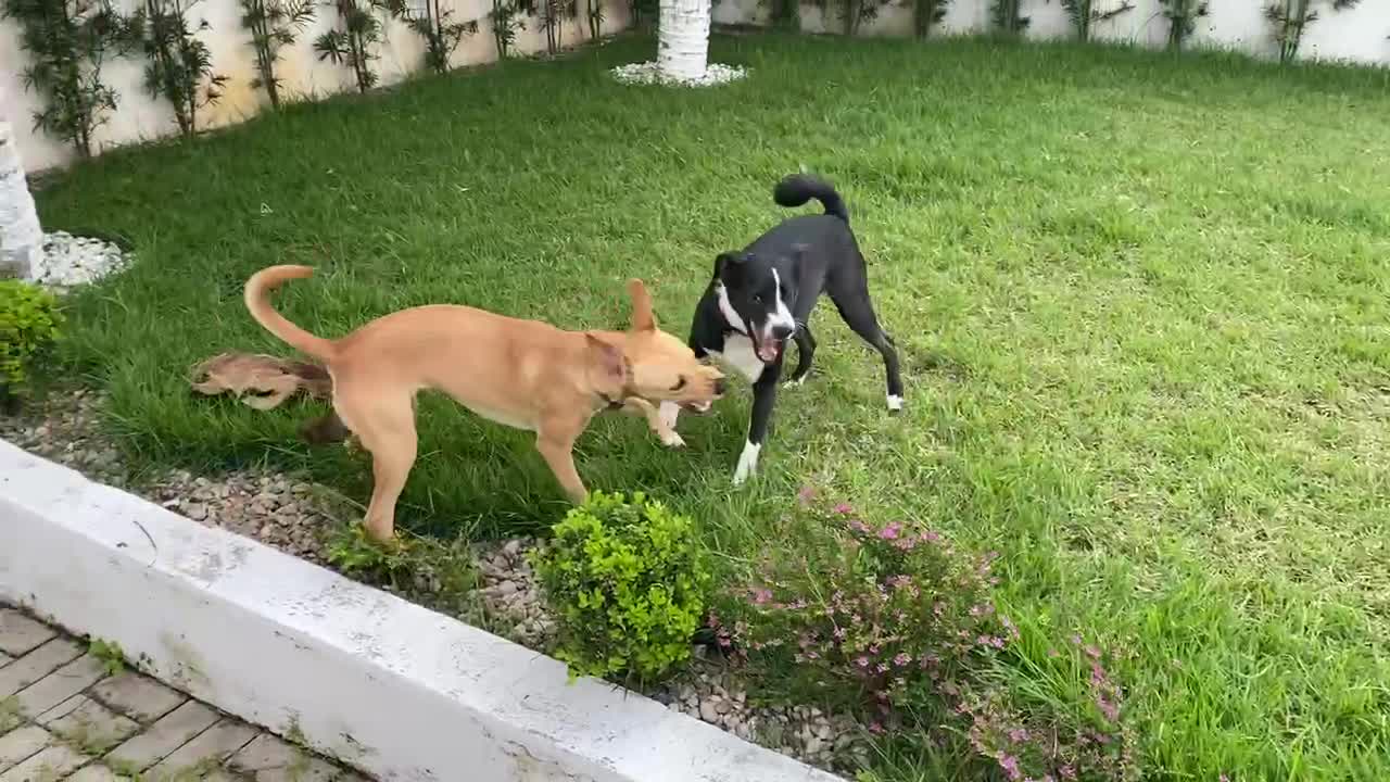 UFC canino