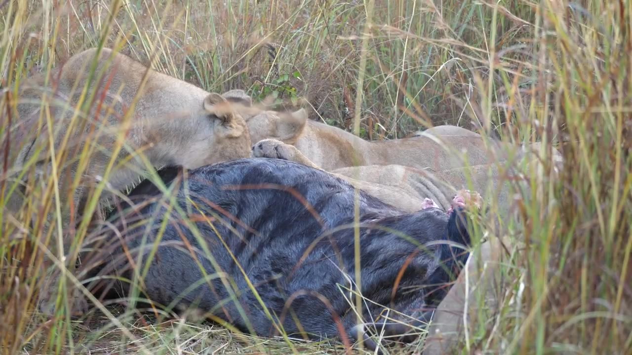 Lion family having lunch