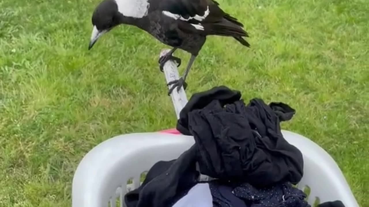 Rescued a baby magpie with its head stuck in a tower crane.