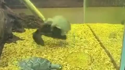 turtle plays catfish rodeo