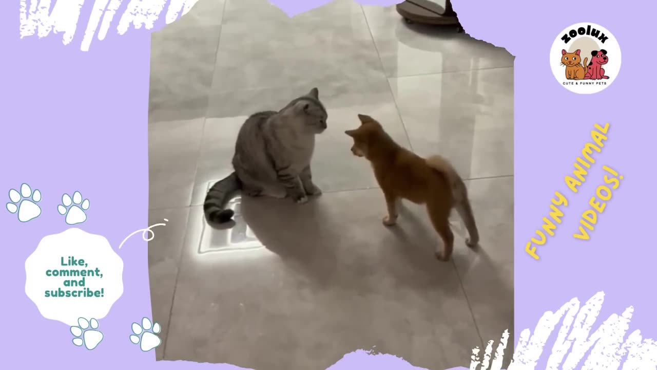 Funny Video