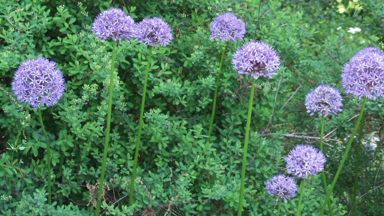 Queens Botanical Garden (2022)