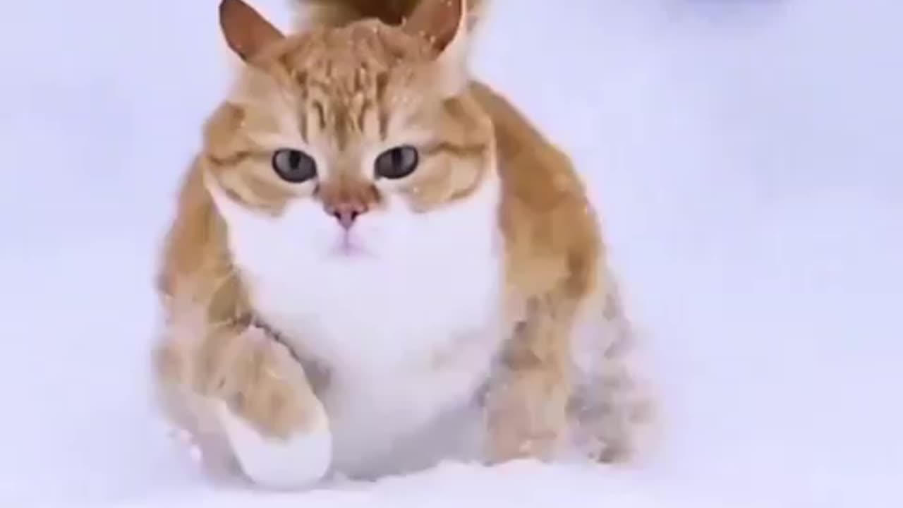 Lovely cats 😍😍