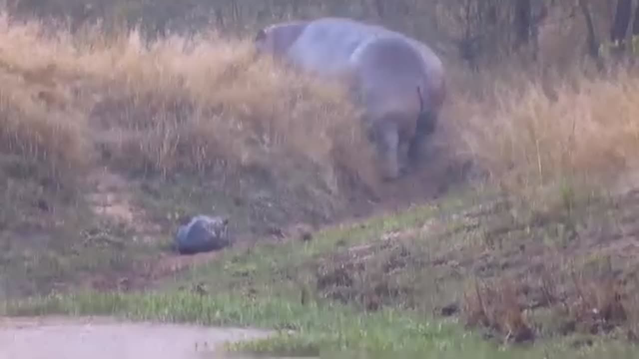 Leopard tries to attack new born hippo