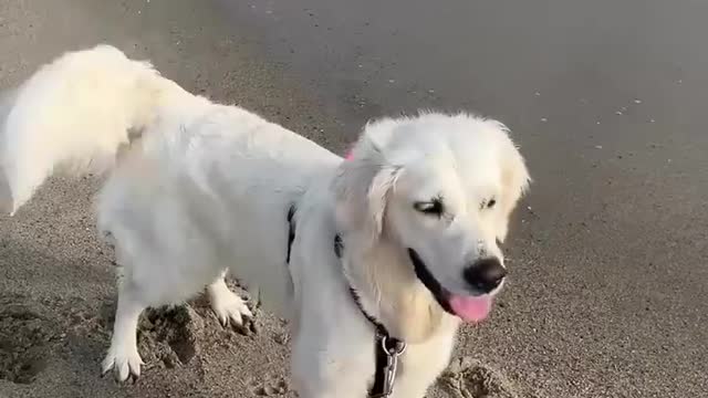 My Dog's Funniest Faces!