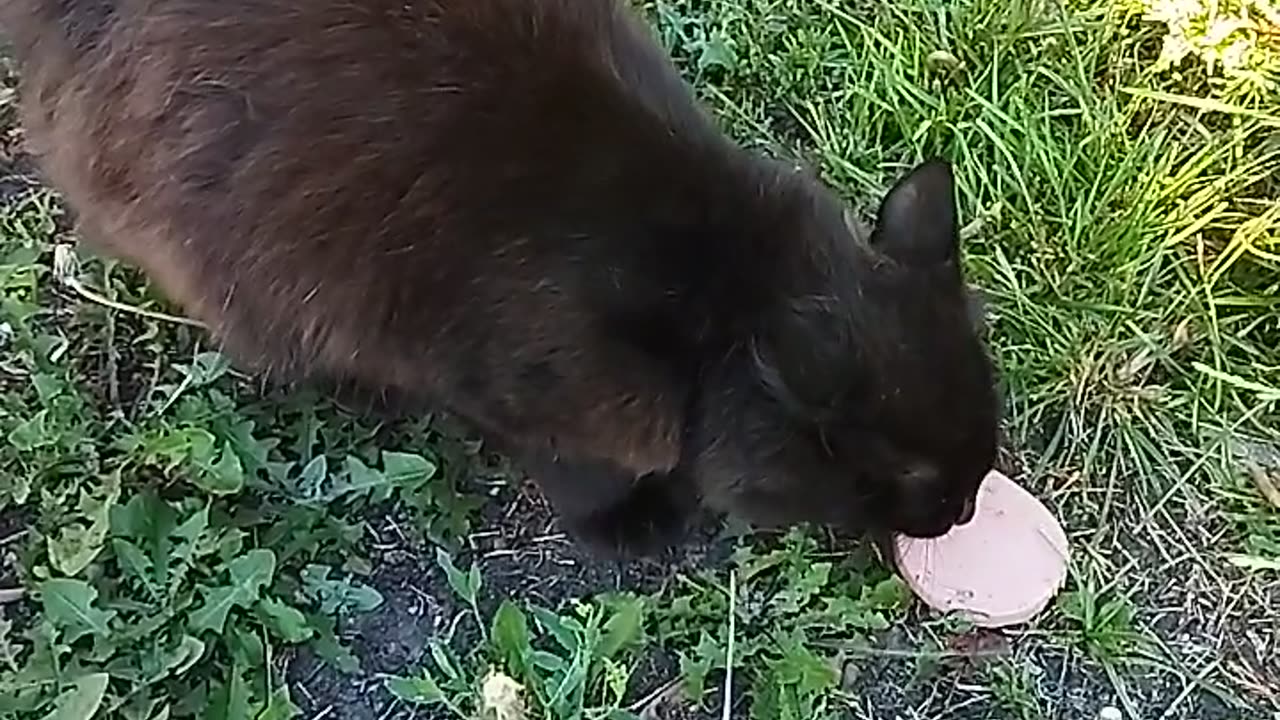 😻🥳Cat Fedor got hungry and decided to eat🐾🍽️