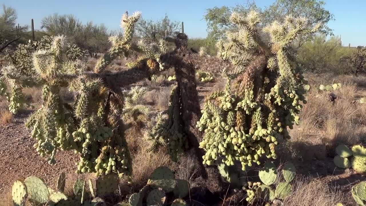 Saguaro National Park, Arizona, USA [Amazing Places 4K]