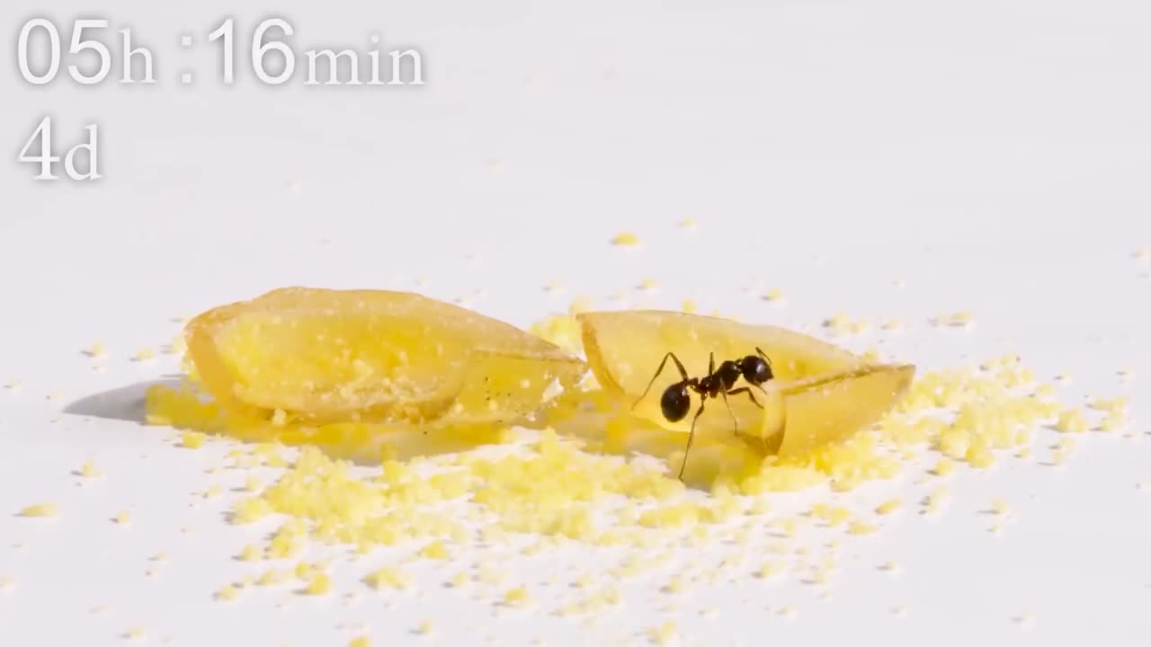 Egg VS Ants Timelapse