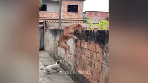 Funniest Animals 😂 Funny Cats and Dogs 2023 😺🐶 Part #3