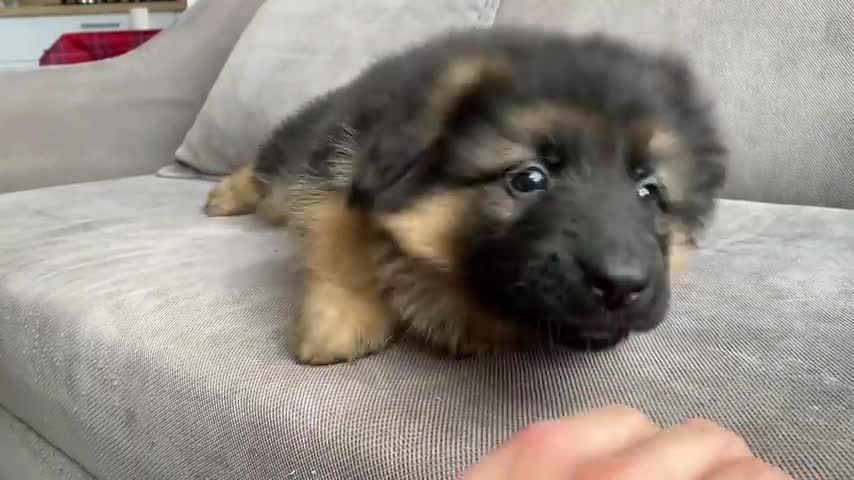 93_My New German Shepherd Puppy The First Week at Home