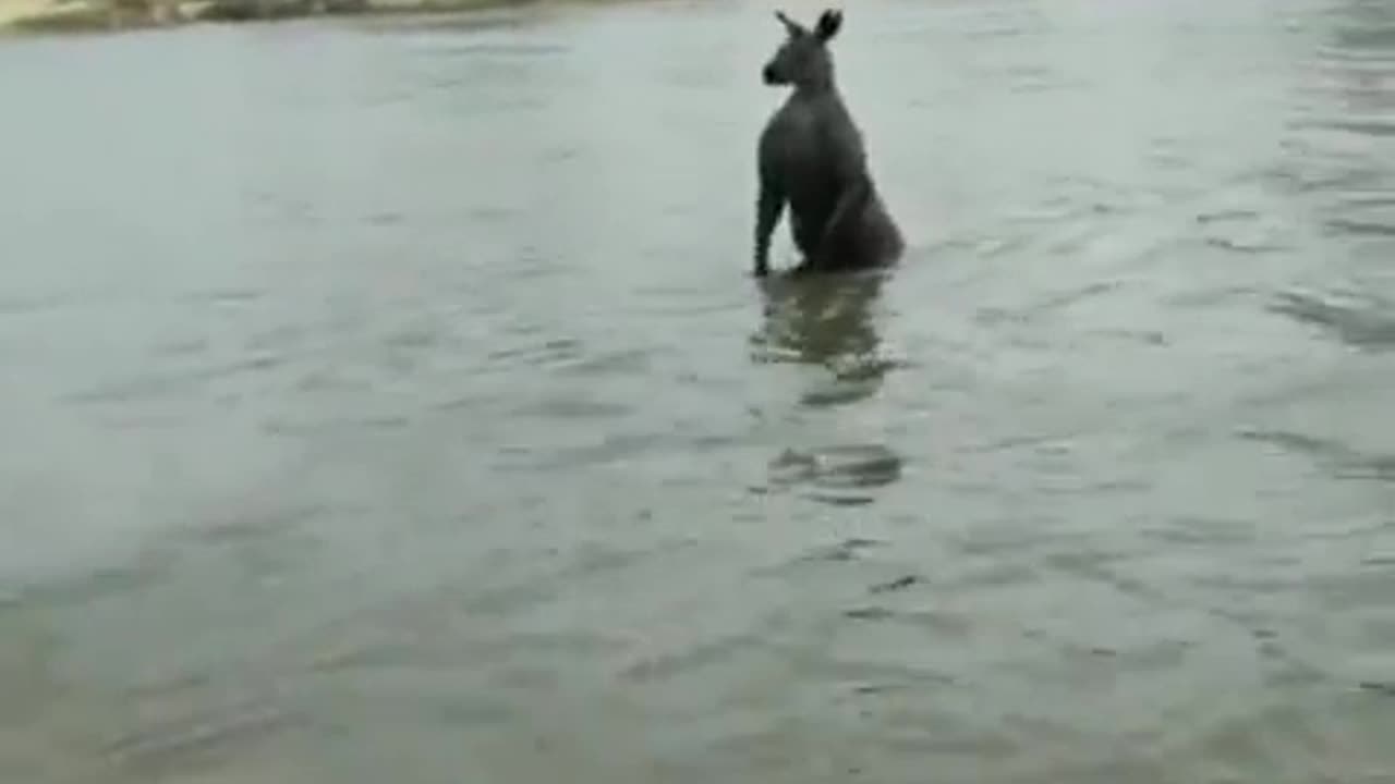 Australia - A very brave guy fights Kangaroo to help free his dog...