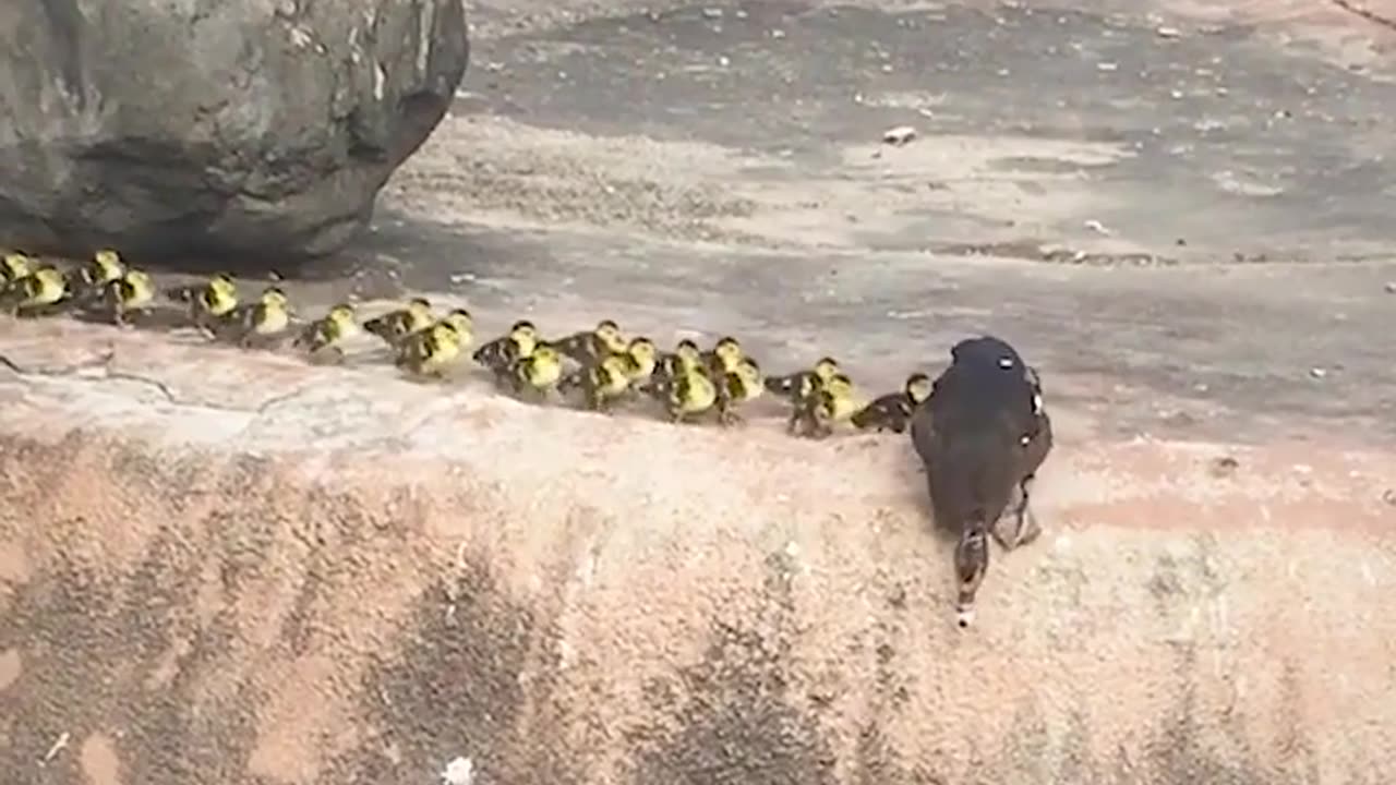 Duck Families Jumping Into WateR