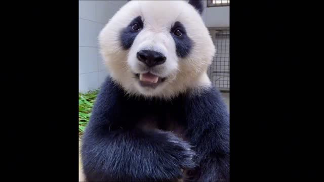 Pandas eat bamboo shoots cute