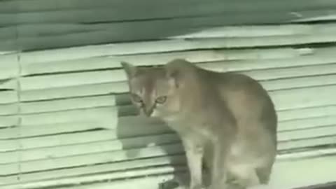 Best Funny Cats Video