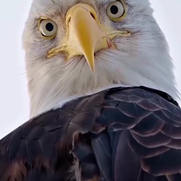 Dangerous Eagle Bird On Earth | #eagle #dangerouseagle #dangerousbird