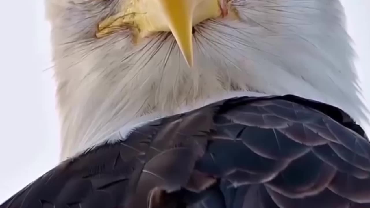 Dangerous Eagle Bird On Earth | #eagle #dangerouseagle #dangerousbird