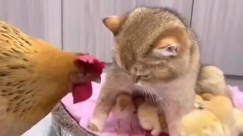Funny Chicken and Cat video