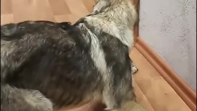 Dog fear to cat immediately out in hose.look to more destance.