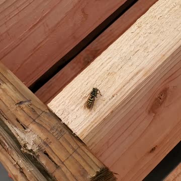 Killing a wasp because it's cold and can't move.